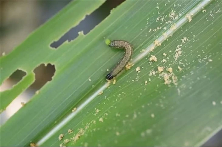 Fall Armyworm Pheromone Lures factory