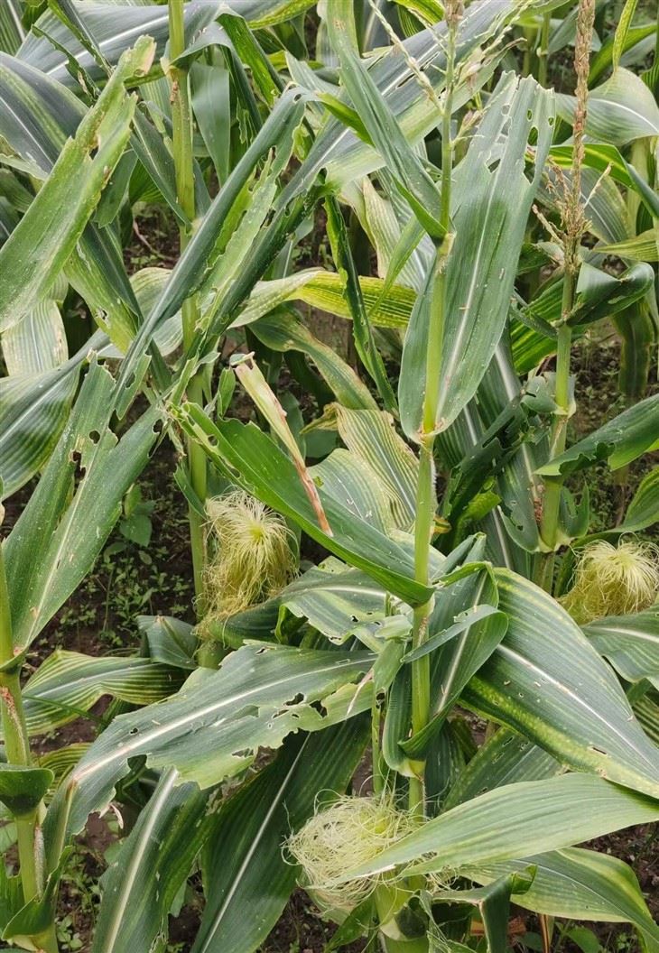 Fall Armyworm Pheromone Lures suppliers