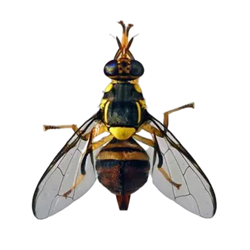 Bactrocera Dorsalis Pheromone Lures