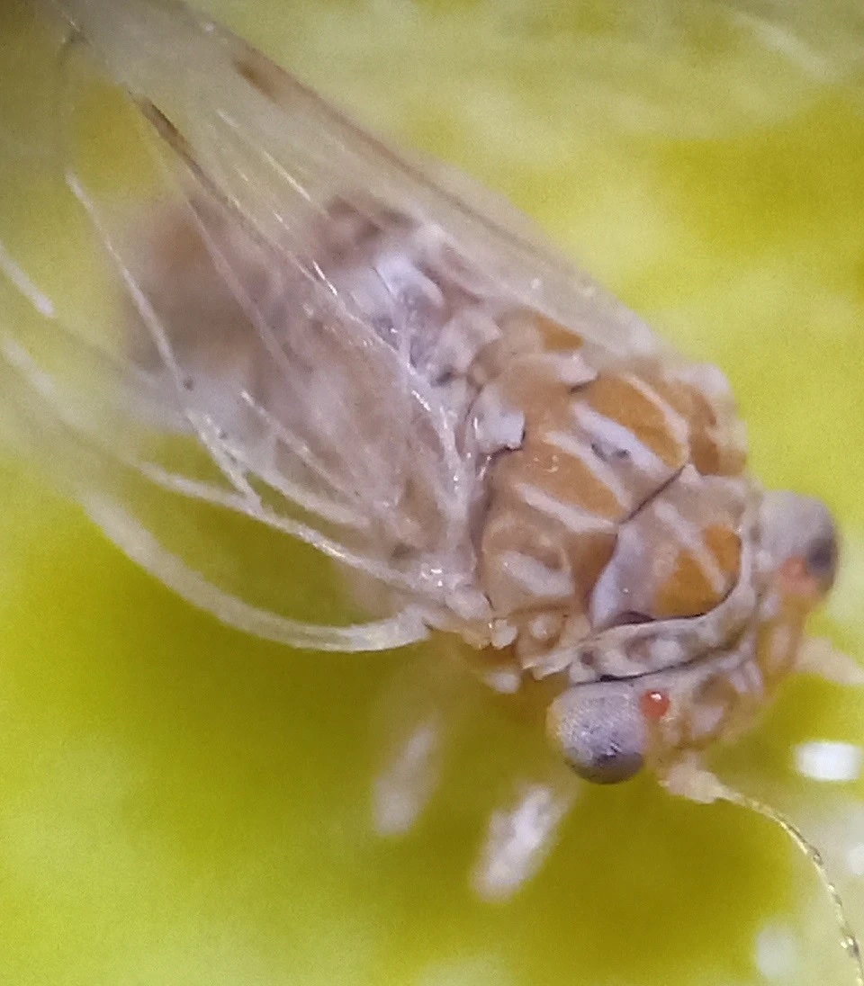 Citrus Psyllid Pheromone Sticky Trap Board factory