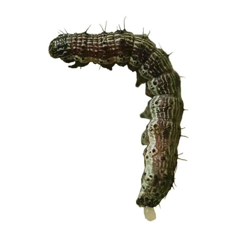 Corn Earworm Bollworm Pheromone Traps best