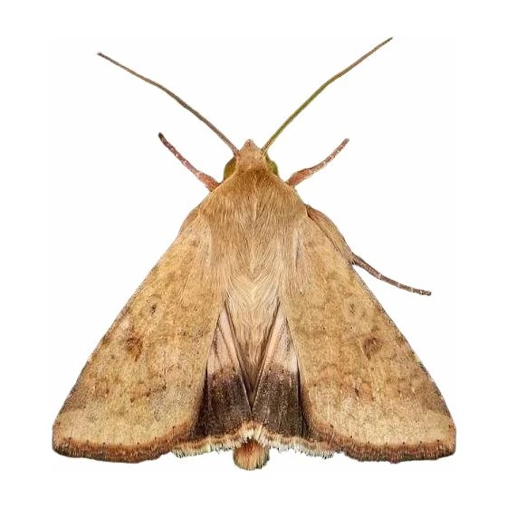 Corn Earworm Bollworm Pheromone Traps
