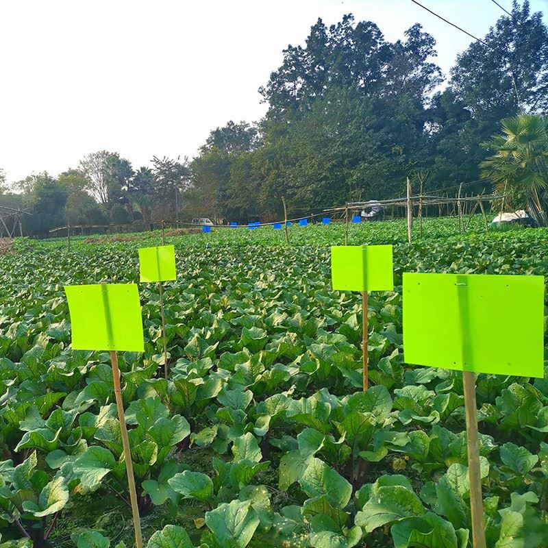 Double Sides Insect Sticky Trap high quality