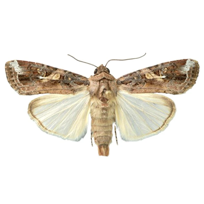 Fall Armyworm Pheromone Lures