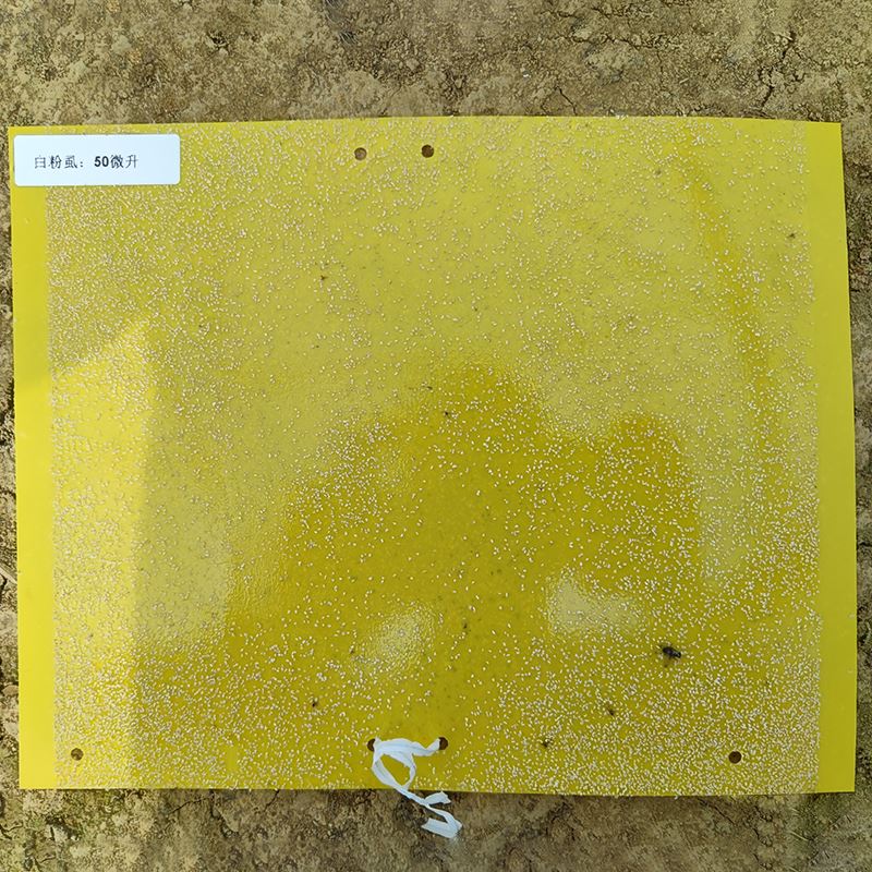 Insect Sticky Trap And Pheromone