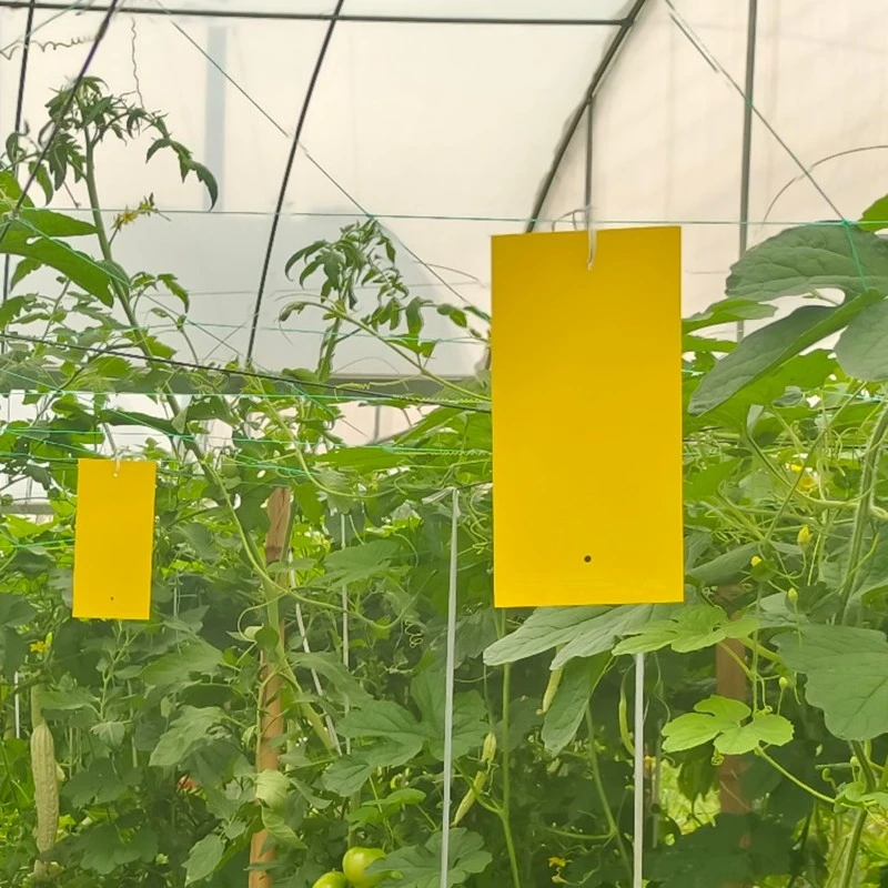 yellow sticky trap in greenhouse