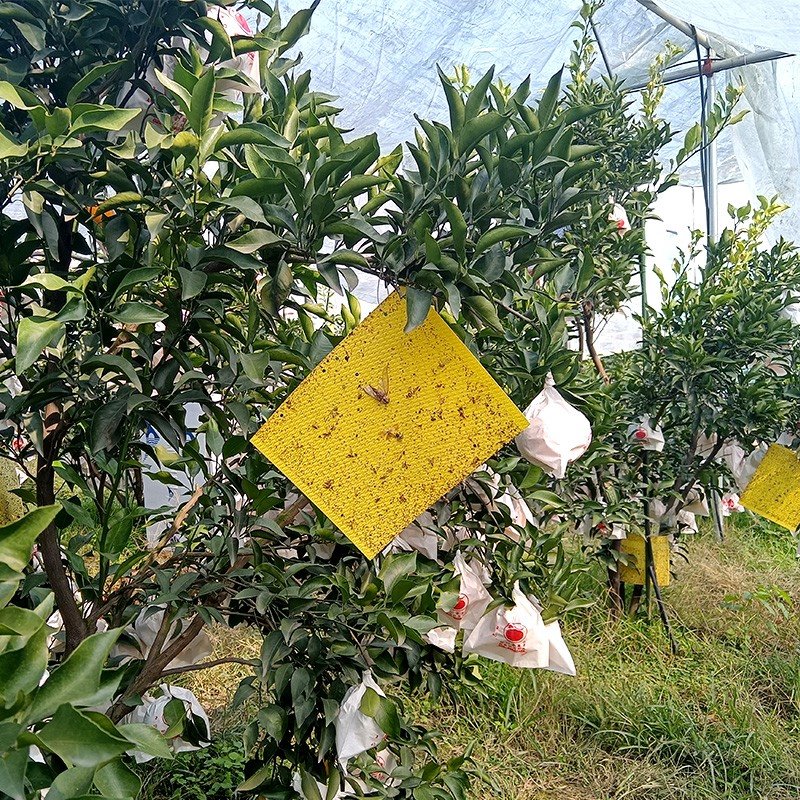 yellow sticky trap in orchard