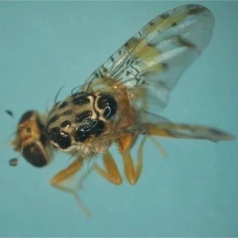 Mediterranean Fruit Fly Pheromone Traps suppliers
