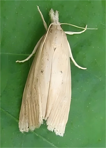 Asiatic Rice Borer Pheromone Traps suppliers