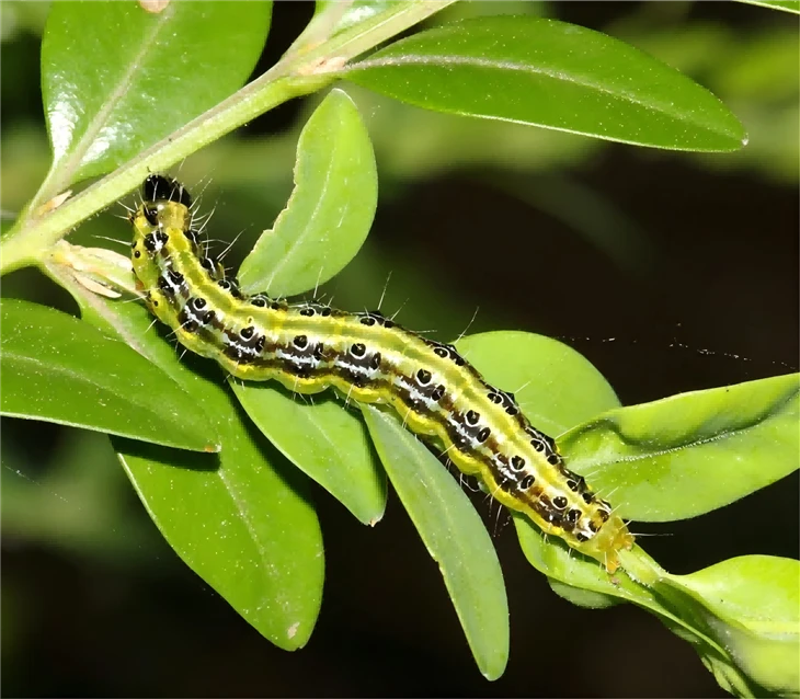 Boxwood Moth Pheromone Traps best