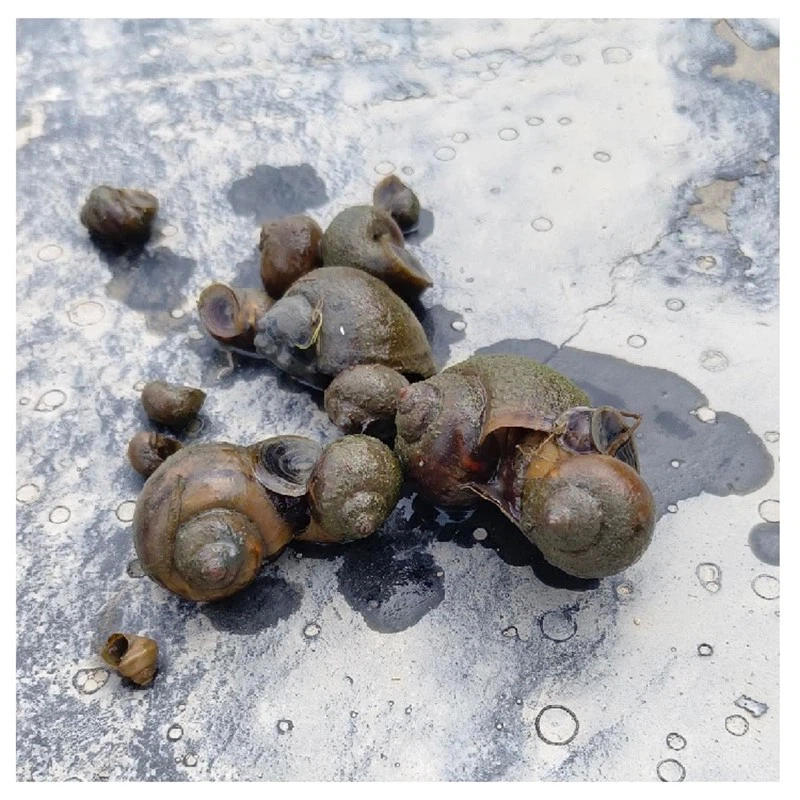 Golden Apple Snail Bait