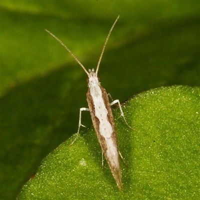 Plutella Xylostella Pheromone Lures