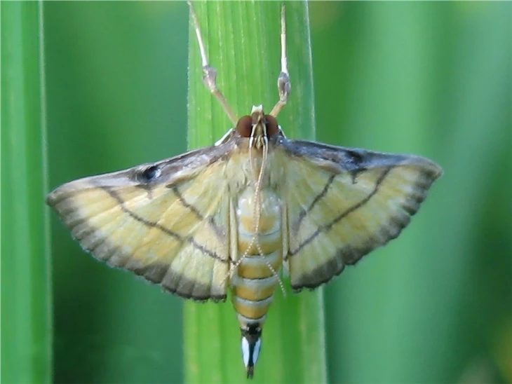 Rice Leaf Roller Pheromone Traps 