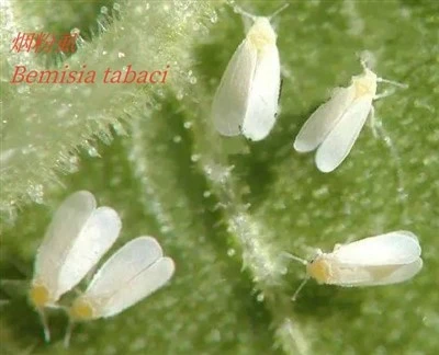 Whitefly Lure Bemisia Tabaci Gennadius Pheromone Traps