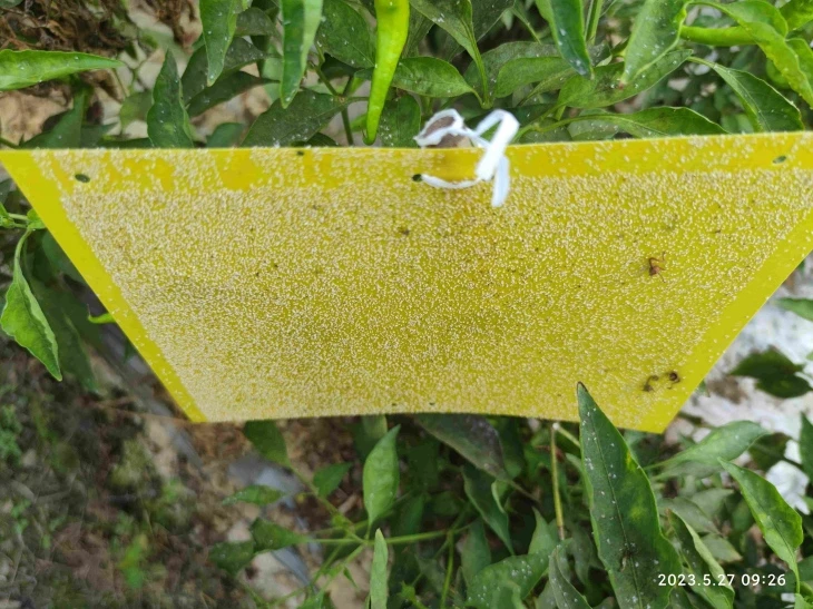 Whitefly Lure Trialeurodes Vaporariorum Insect Pheromone ...