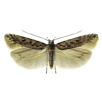 Tuta Absoluta Pheromone Lures