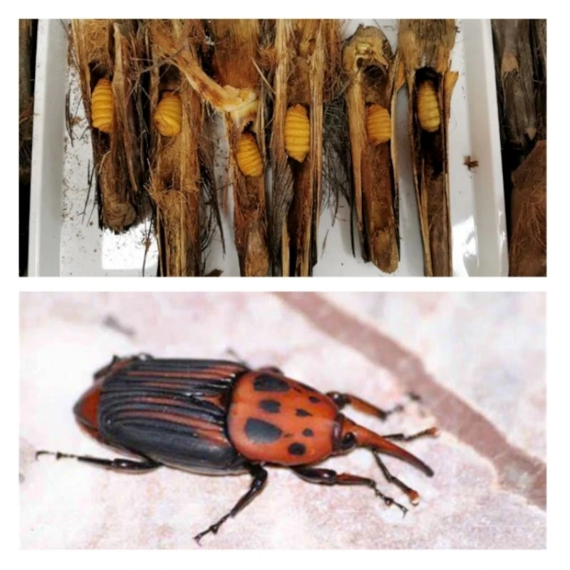 Red Palm Weevil Pheromone Traps factory