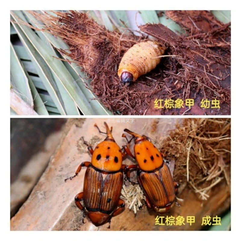 Red Palm Weevil Pheromone Traps suppliers