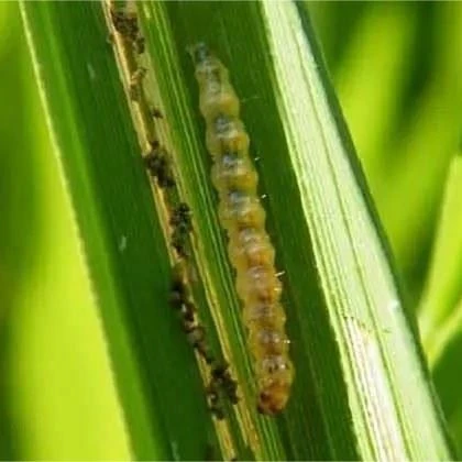 Rice Leaf Roller Pheromone Traps best