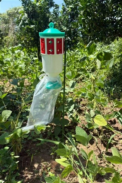 Beet Armyworm Pheromone Trap