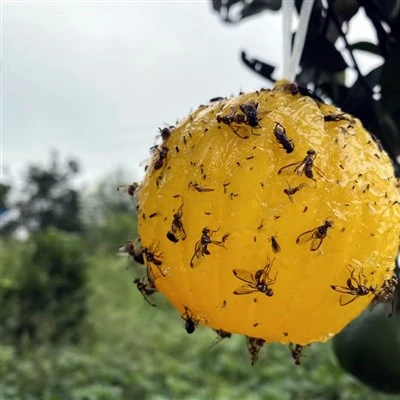 Fruit Fly Trap Ball