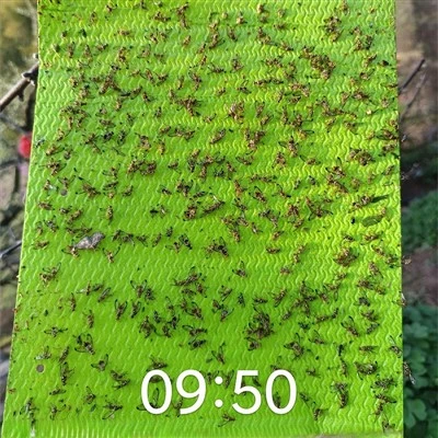 Insect Sticky Trap with Pheromone