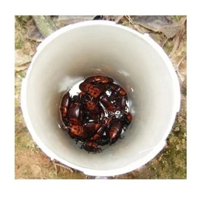 Red Palm Weevil Pheromone Traps
