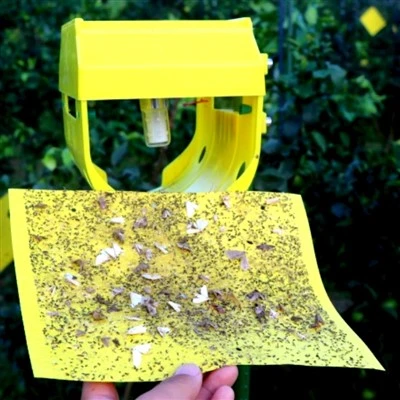 Solar Insect Light Trap with Sticky Trap
