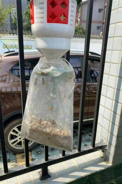 Tobacco Cutworm Pheromone Traps