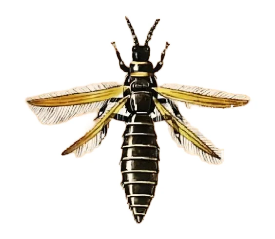 Thrips Pheromone Traps factory