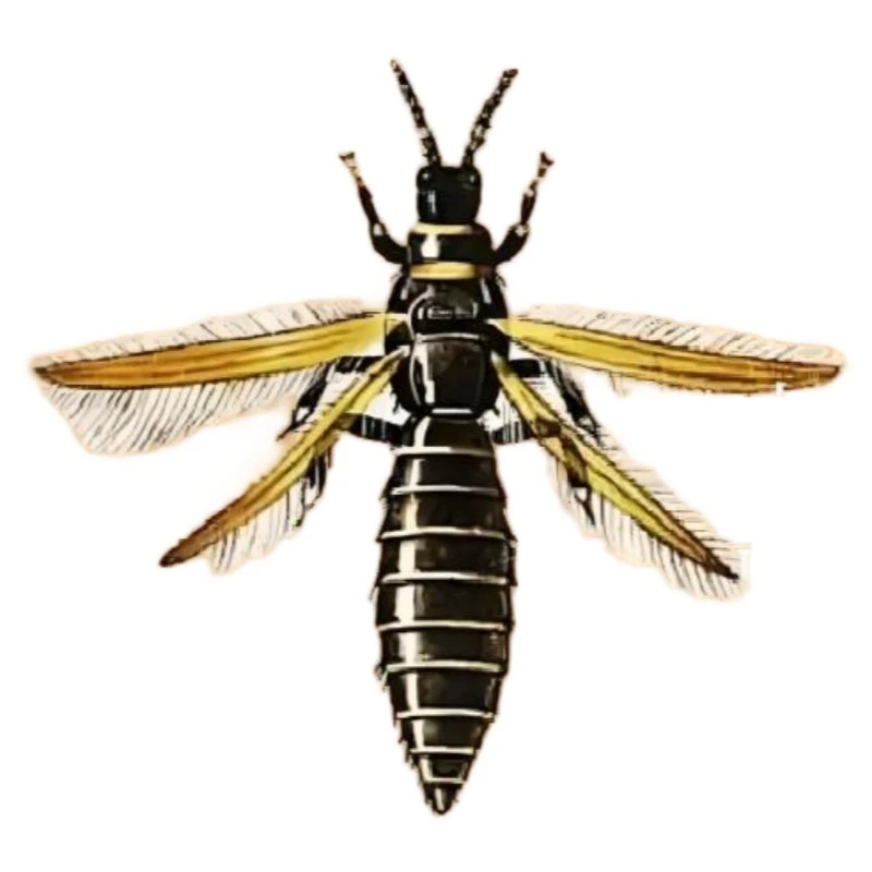 Thrips Pheromone Traps suppliers