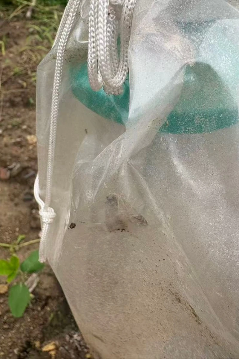 Tobacco Cutworm Pheromone Traps best