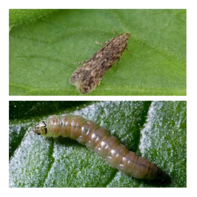 Tobacco Cutworm Pheromone Traps suppliers