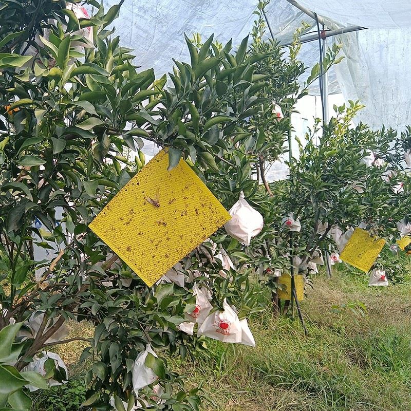 Waterproof Sticky Pest Sheet best