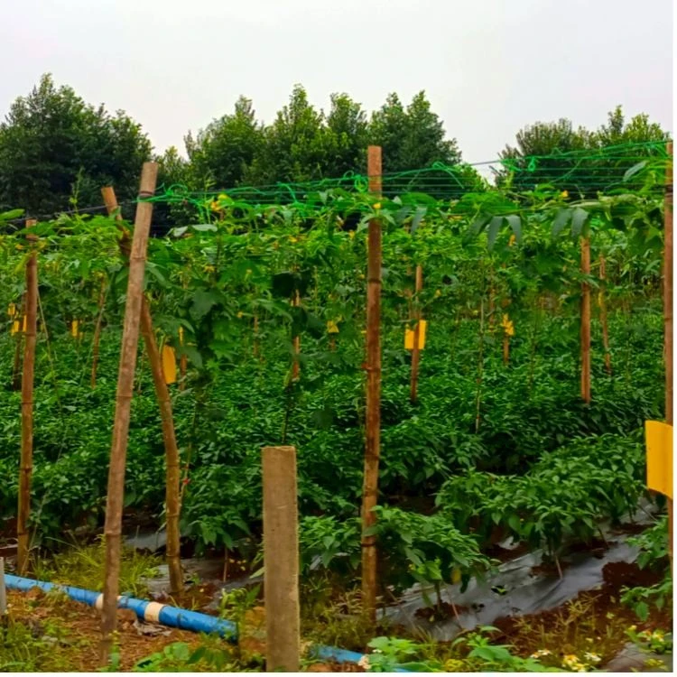 Yellow Insect Sticky Traps factory