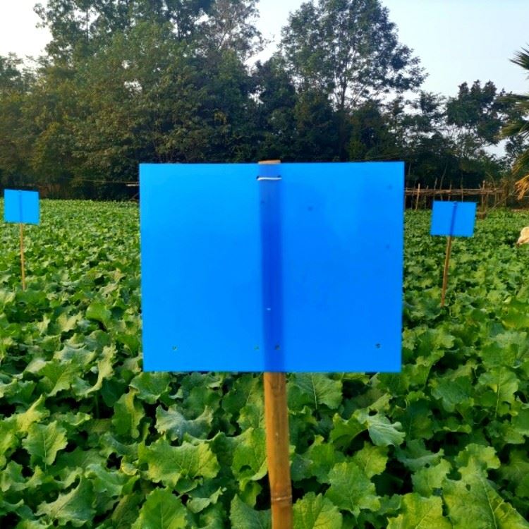 Yellow Plastic Sticky Board Trap For Insects factory